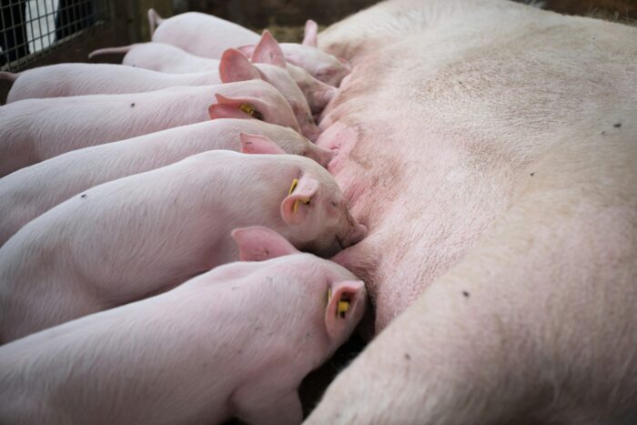 Vollspaltenboeden_Schweine_Foto von Veronica White auf Unsplash